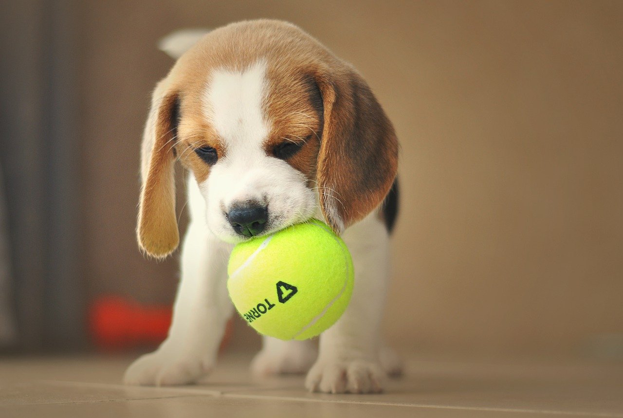Offer Larry Belmont Nebu Beagle pups te koop - Lees hier op welke plekken en over beschikbaarheid